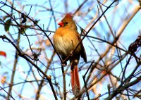 Female Cardinal