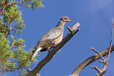 Band-tailed Pigeon