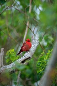 summertanager Summer Tanager